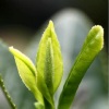 黄玉英 - 春茶春思