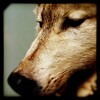 双峰、Twin Peaks - For The Dogs