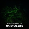 Mediation Sounds of Nature - Rhythm of the Water
