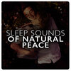 Sleep Songs with Nature Sounds - Morning Bird Hide