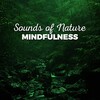 Soundscapes! - Morning Woodland