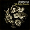 Luke Gartner-Brereton - Amaryllis