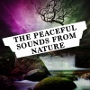 Nature Sounds - Calm Coppice