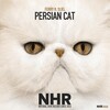 Ferry、Sijel - Persian Cat