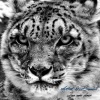 Barwell、Austral - Love Rain Down (Original Mix)
