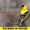Birds of nature - Dawn in the Country With Birds Chirping