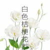 深七 - 白色桔梗花