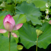 周继英、饭团君子 - 爱莲说