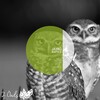 Jayro - Rumtrop (Original Mix)