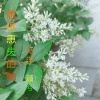 马洋、顾兮 - 患得患失的她