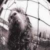 Pearl Jam - Go