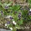 Duplex-Ache - Glorious Delicious