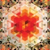 gold panda - Brazil