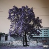 A Minus、DJ Dag - Purple Trees
