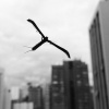 Boghosian - Birds