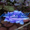 RosesAreBlue - I Miss You
