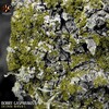 Bobby Gasparakis - Wet Snow Apropos