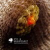 Etic、MushProject - Matching Elemens