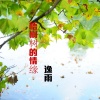 逸雨 - 梧桐树的情缘