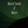 Rain Sounds & Nature Sounds, Heavy Rain Sounds, Rain, Thunder and Lightening Storm Sounds - Downpour