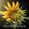 Rain Sounds & Nature Sounds, Heavy Rain Sounds, Rain, Thunder and Lightening Storm Sounds - Trickling Stream (Loopable, NoFade)