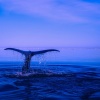 Organic Nature Sounds、Sleep Waves、Weather Library - Night Time Moisture