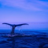 Rain Sounds、The Relaxing Sounds of Water、Regen zum Schlafen、Thunderstorms - Water Vapor