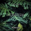 Gallary - Monstera