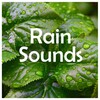 Rain Sounds、Nature Sounds、Rain Sounds & Nature Sounds, Heavy Rain Sounds, Rain, Thunder and Lightening Storm Sounds、Heavy Rain Sounds、Rain, Thunder and Lightening Storm Sounds - Forest Rain