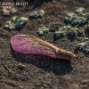 Audio Bigot - Thaw