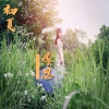 李思 - 初夏