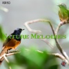 Stefano Torossi、Claudio Gizzi - Extreme Flight