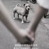 情词尧 - 舔狗