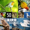 Absolutely Relaxing Oasis《Bird Song: Music for Deep Sleep》[MP3/LRC]