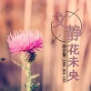 静若繁 - 文静花未央