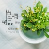 逸雨 - 梧桐树的软刺
