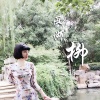 风之琳 - 西湖柳