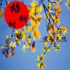 逸雨 - 梧桐树的炫青