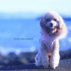 花たん - Story has ended