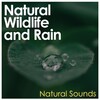 Natural Sounds - Clouds Above Woodlands