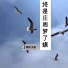 颜王子夜 - 终是庄周梦了蝶