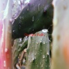 Various Artists - Curtain Falls (Complete version originally performed by Blue)