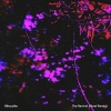 Nitecaller、Floret - The Revival (Floret Remix)