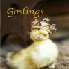 DJ Galaxy、SCOUT、Quanny Smoove、Starr - Goslings (Diss Track on Niñoz)(feat. Quanny Smoove & Scout)