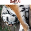 Safari《New Sight》[MP3/LRC]