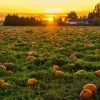 Haunted House Music、Halloween Halloween、I Love Halloween - Peril in the Woods