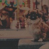 Pet Friendly、MT - Callaita (Explicit)