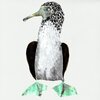 Cosmo Sheldrake - Islands
