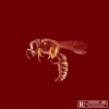 T2R、Dod、Melhow、Minissia - Dingue (Remix|Explicit)
