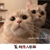派头子 - 灵魂深处的共鸣